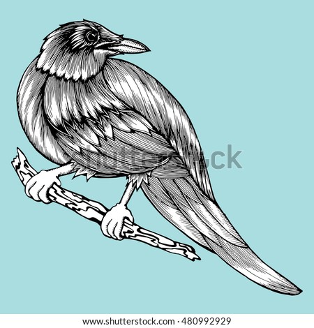 Crow sitting on a branch. Stylized crow. Raven. Bird. Rook. Line art. Drawing by hand. Doodle. Tattoo.