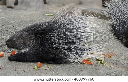 Portrait of porcupine in its enclosure eating carrots