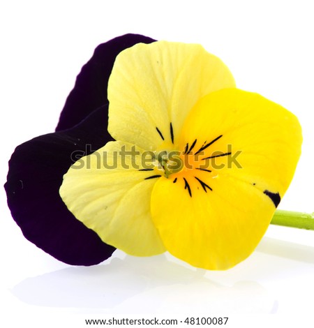 Purple and yellow Pansy closeup on white background