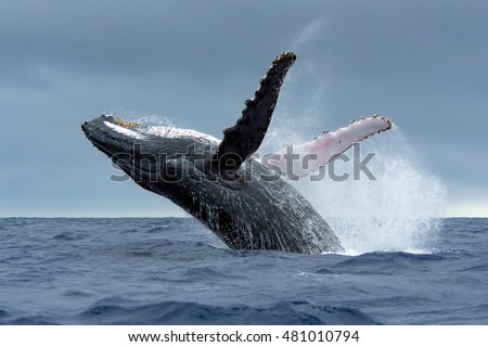 Humpback Whale breaching in Tonga waters Royalty-Free Stock Photo #481010794