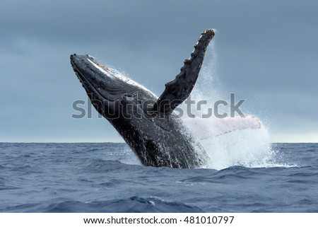 Humpback Whale breaching in Tonga waters Royalty-Free Stock Photo #481010797
