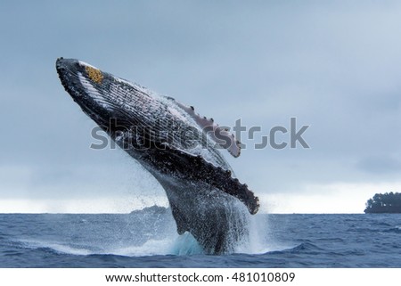 Humpback Whale breaching in Tonga waters Royalty-Free Stock Photo #481010809