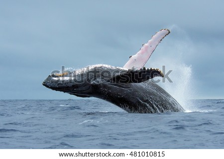Humpback Whale breaching in Tonga waters Royalty-Free Stock Photo #481010815