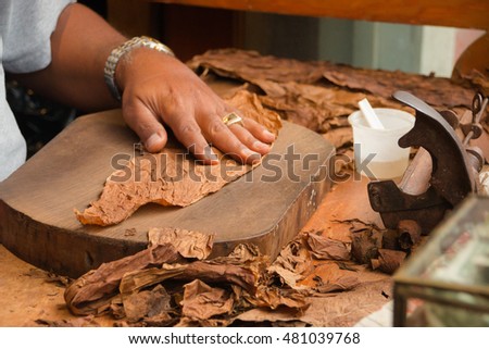 Production of handmade cigars. Royalty-Free Stock Photo #481039768