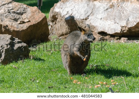 a wallaby in a zoo eating with big rocks in background