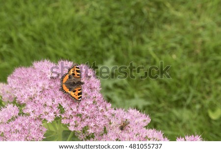 Common Butterfly
