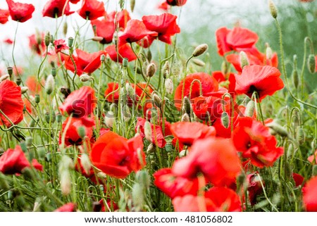 red poppy flowers and blossoms in spring blooming in natural environment