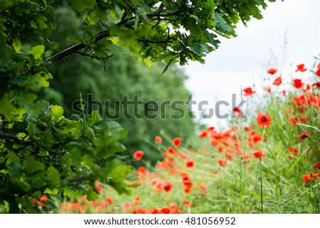 red poppy flowers and blossoms in spring blooming in natural environment