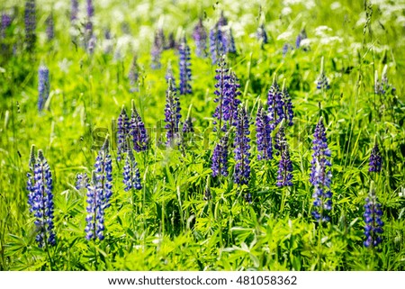 violet forest flowers and blossoms in spring blooming in natural environment