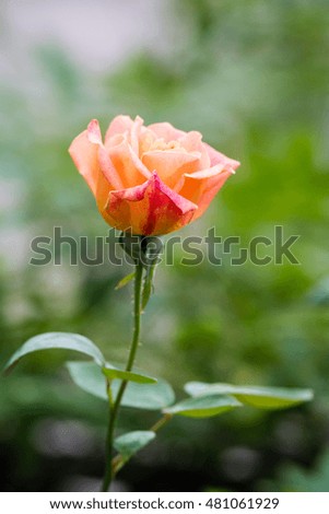 rose flowers and blossoms in spring blooming in natural environment