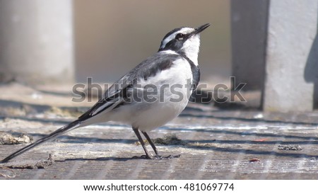 African pied wagtail.