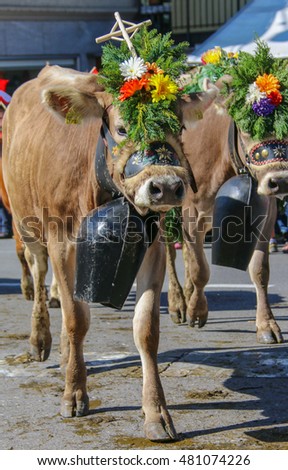 Almabzug - ceremonial driving down the cattle from the mountain pastures into the valley in autumn in SchÃ?Â¼pfheim, Switzerland Royalty-Free Stock Photo #481074226