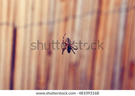 Close up of a spider eating a bug