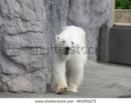Portrait of walking Polar Bear