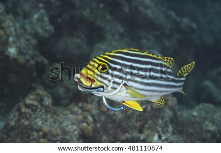Close up portrait of a cute curious tropical offshore coral reef fish, a Oriental sweetlips (Plectorhincus orientalis), with cleaner wrasse, in the popular holiday destination of the Maldives Islands