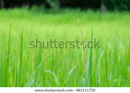 a selective focus picture of rice paddy in organic rice field 