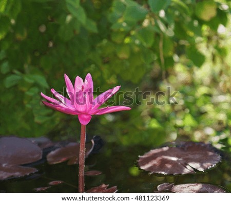 Pink tropical water Lily (lat. Nymphaea)