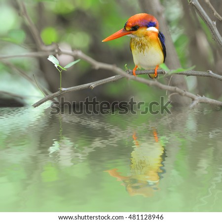 black backed kingfisher  on tree branch.