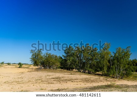 Birches on the edge of the desert