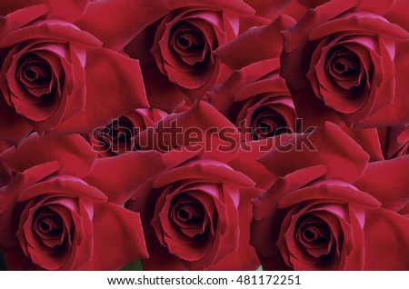 Bright background from heads large red rose located on top of the other