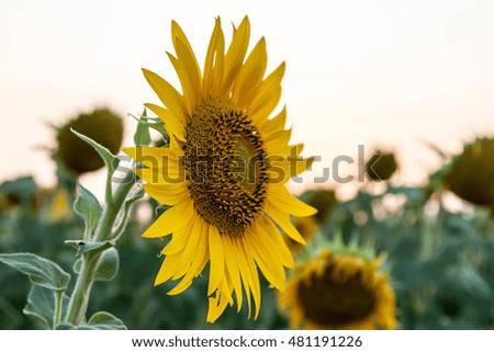 Close-up of a flower of a sunflower at sunset. Ukraine
