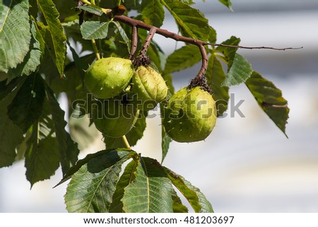 Green chestnuts in a peel on a tree close-up. Nature