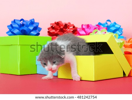 one week old kitten crawling out of a colorful birthday present box, magenta table top, pink background. Copy space