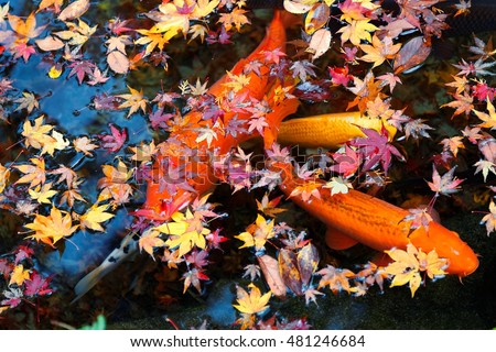 Beautiful view of Japanese Carp fish & colorful maple leaves in a lovely Koi pond in a courtyard garden in Kyoto Japan ~ A vibrant image of Chinese Fancy Carp fish swimming merrily among fallen leaves