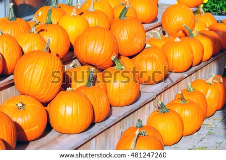 Orange pumpkins displayed on wooden shelves / Pumpkins on shelves