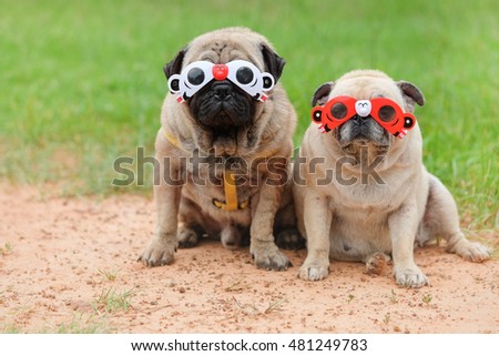 Funny face of pug dog with red cartoon glasses on grass field.