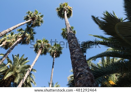 Croatian park with palms bottom view