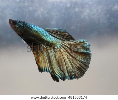 soft focus motion blur of green brown gold metal silver color beta fish tail swim in tank , water background ,Siamese fighting fish , breeding business, France flag