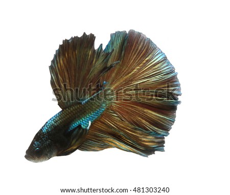 soft focus motion blur of green brown gold metal silver color beta fish tail swim in tank , water background ,Siamese fighting fish , breeding business, France flag