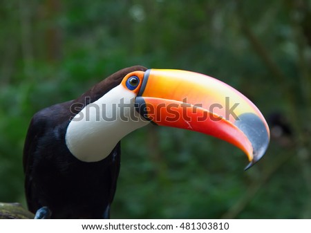 Colorful tucan in the wild