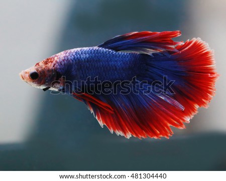 soft focus motion blur of blue red white beta fish tail swim  in tank , water background ,Siamese fighting fish , breeding business, France flag