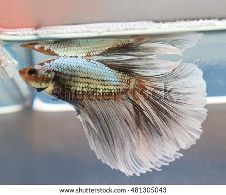 soft focus motion blur of tail fin green silver color beta fish tail swim  in tank , water background ,Siamese fighting fish , breeding business, France flag