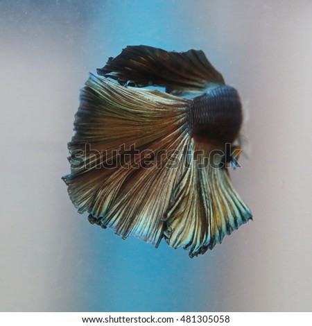 soft focus motion blur of tail fin green silver color beta fish tail swim  in tank , water background ,Siamese fighting fish , breeding business, France flag