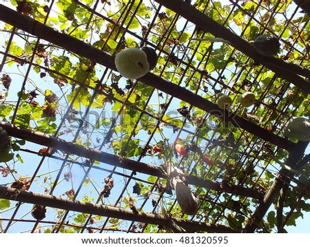 trellis of calabash hatch and pumpkin in sunny day