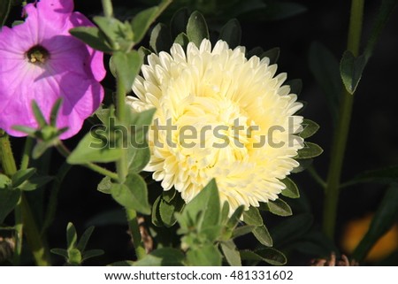 White aster flower in garden