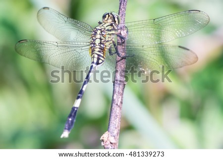 Green Marsh Hawk Dragonfly (Orthetrum sabina) descend on a twig isolated with green and soft background showing its back side
