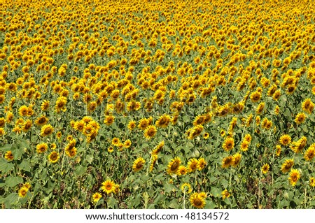 A field of sunflower in perspective.