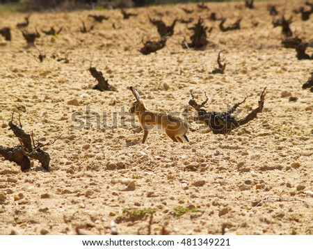 Lepus granatensis - A hare on a vineyard in winter in Spain Royalty-Free Stock Photo #481349221