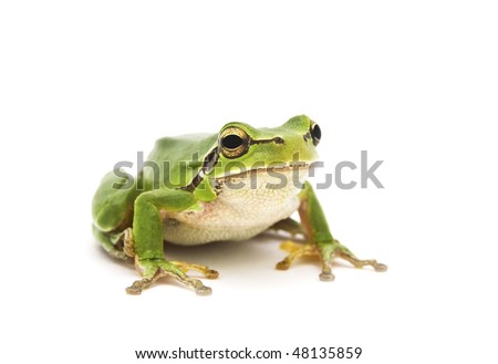 Green Tree Frog isolated on white background. Shallow DOF. Royalty-Free Stock Photo #48135859