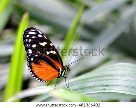 Tiger Longwing Butterfly Royalty-Free Stock Photo #481366402