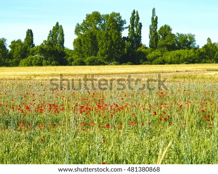 Field of poppies
