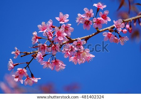Wild Himalayan Cherry, pink flower