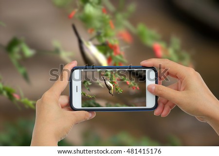 Woman Taking photo with mobile phone, Cellphone on blurred background on Wild Bird