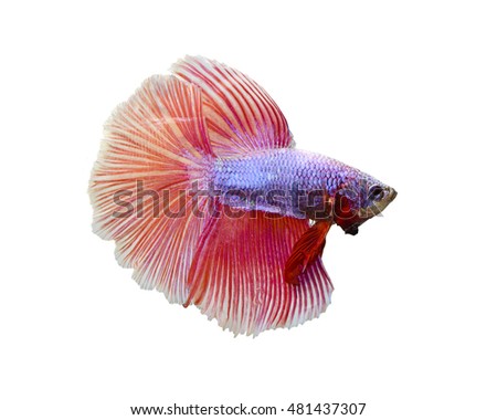 Half moon fighting fish , siam fighting fish isolated on white background.