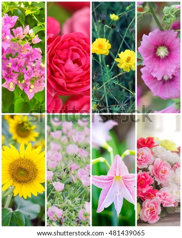 Collage  picture of different beautiful flowers