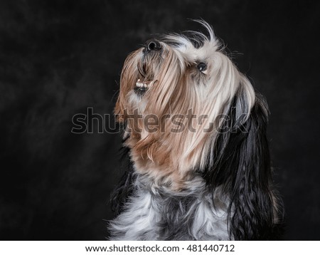 Tibetan Terrier Pictured Against Grey Background